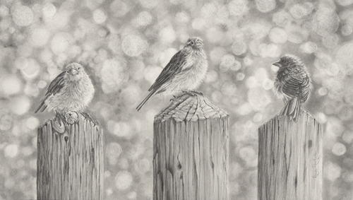 pencil drawing bird three sparrows sitting on fence posts bokeh background