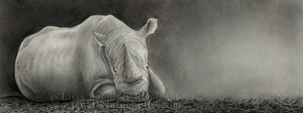 pencil_drawing_rhinoceros_white_rhino_endangered_species_woe