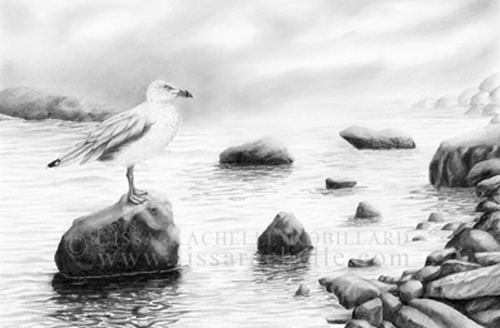 pencil_drawing_seagull_gull_bird_rocks_water_the_lookout