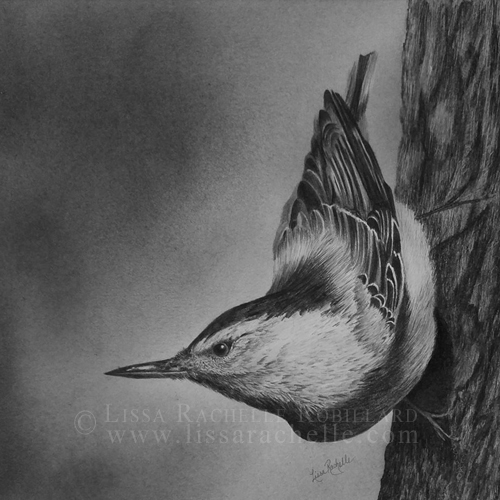 pencil_drawing_white-breasted_nuthatch_on_tree
