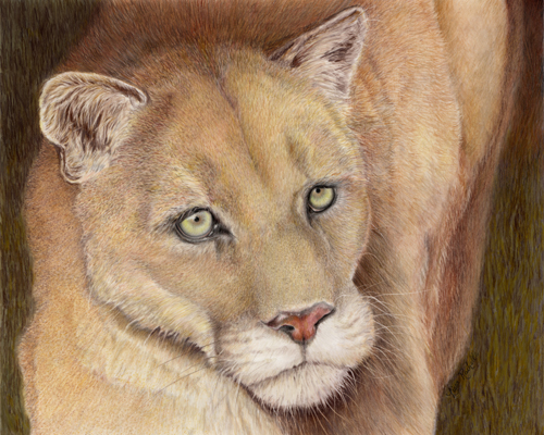 colored pencil drawing cougar mountain lion puma on the prowl.jpg