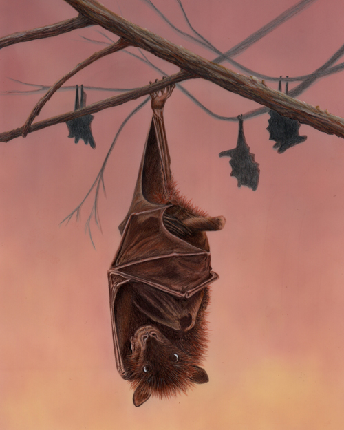 colored_pencil_drawing_flying_fox_fruit_bat_hanging_from_tree_at_sunset.jpg