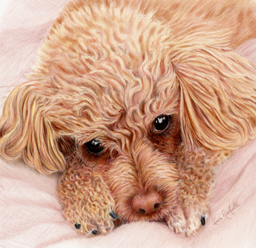 colored_pencil_drawing_poodle_portrait_joy.jpg