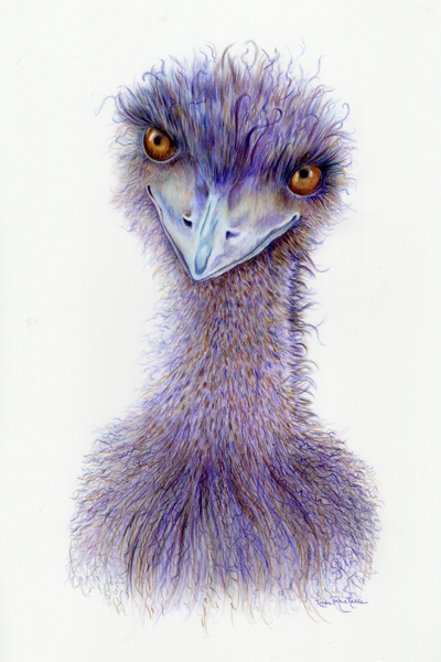 colored_pencil_drawing_purple_emu_comical_face.jpg