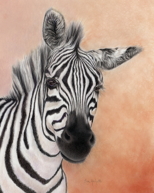 pencil drawing zebra stripes