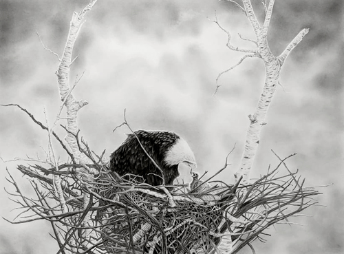 pencil drawing bald eagle feeding chick in nest