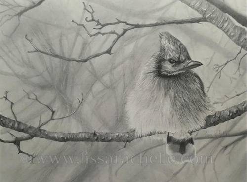 pencil_drawing_bird_bluejay_jay_spring_is_in_the_air