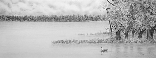 pencil_drawing_canada_goose_alone_on_lake