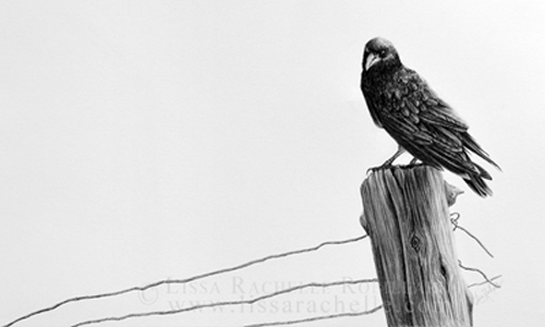 pencil_drawing_crow_on_fence_post_the_sentinel