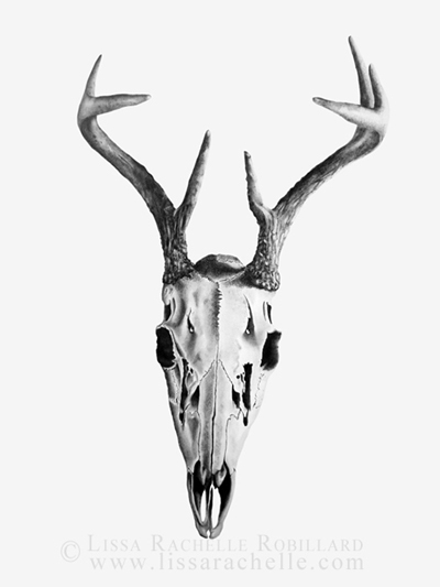 pencil_drawing_deer_skull_departed