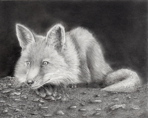 pencil-drawing-foxy-cub