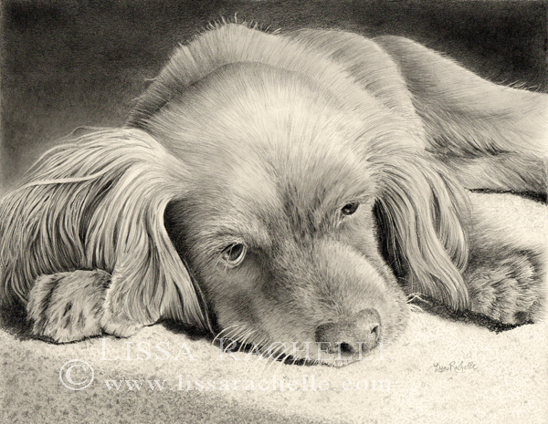 pencil_drawing_portrait_dog_animal_spaniel_penny