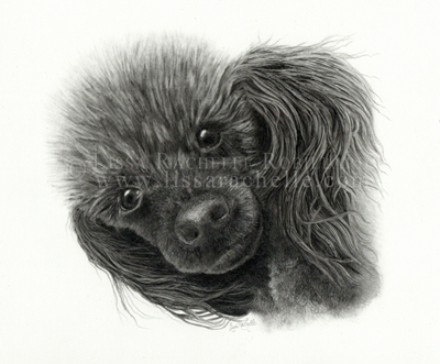 pencil_drawing_portrait_poodle_dog_the_face_of_love
